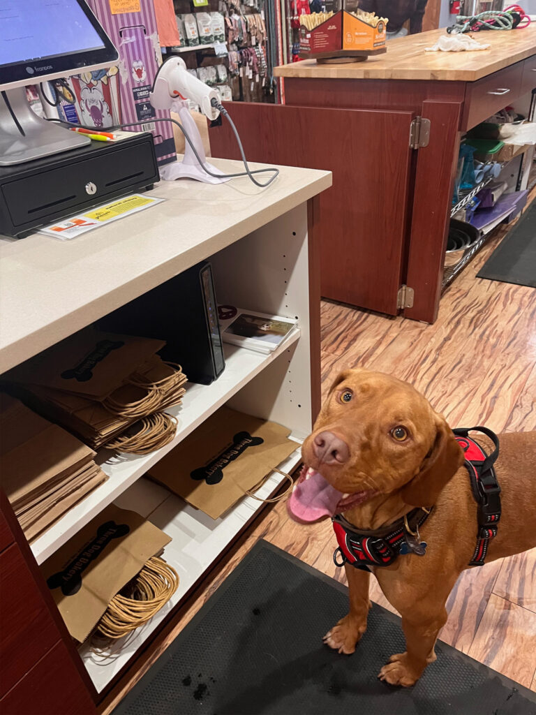 Columbus Georgia Three Dog Bakery - VIP (Very Important Pup) Sessions